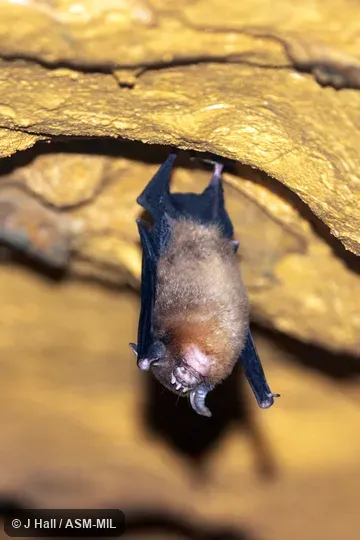 Also as Temminck's Asian Trident Bat|Trident Leaf-nosed Bat. Also as Temminck's Asian Trident Bat|Trident Leaf-nosed Bat.