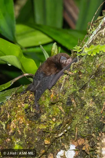 Also as Small Melanesian Bent-winged Bat.  Formerly in Vespertilionidae.