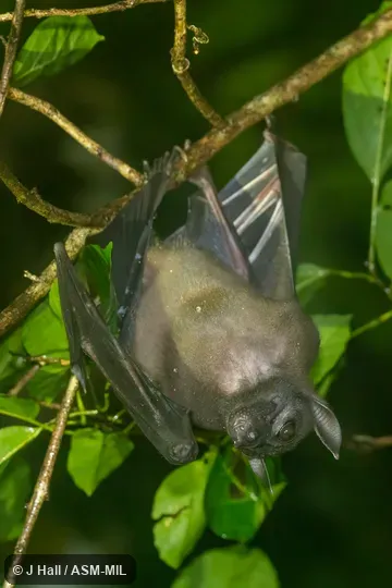 Also as Bare-backed Fruit Bat|New Guinea Naked-backed Fruit Bat. Also as Bare-backed Fruit Bat|New Guinea Naked-backed Fruit Bat.