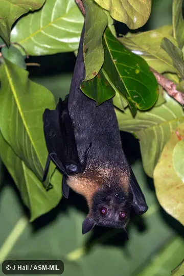 Also as Large-eared Flying Fox.