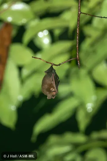 Also as Fly River Trumpet-eared Bat.