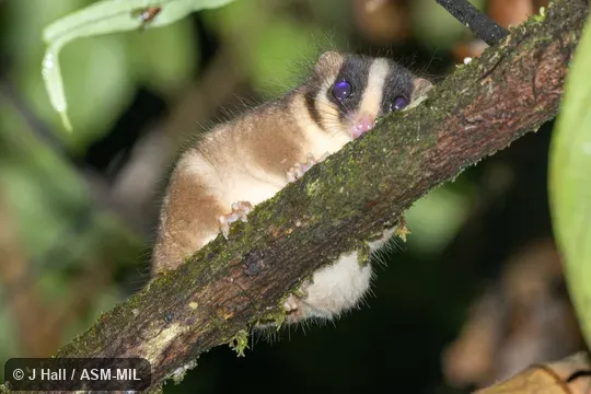Also as Feathertail Possum|New Guinean Feather-tailed Possum|Pen-tailed Possum. Also as Feathertail Possum|New Guinean Feather-tailed Possum|Pen-tailed Possum.