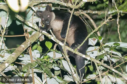 Also as Black Tree Kangaroo|Ursine Tree Kangaroo|White-throated Tree Kangaroo.