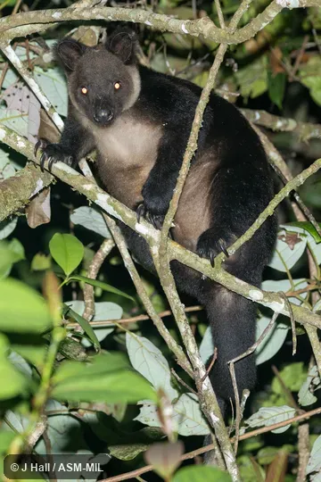 Also as Black Tree Kangaroo, Ursine Tree Kangaroo, White-throated Tree Kangaroo.