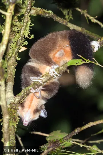 Also as Vogelkop Ring-tailed Possum, Vogelkop Striped Possum.