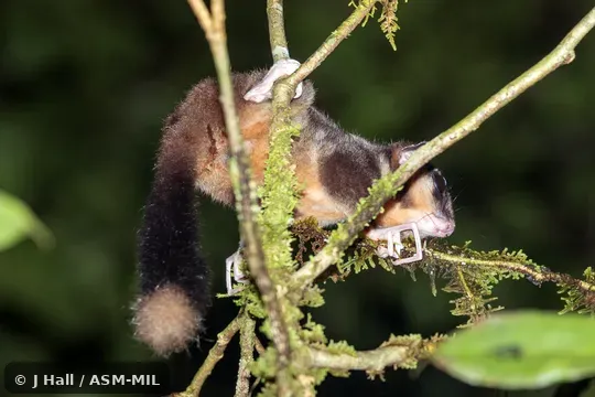 Also as Vogelkop Ring-tailed Possum, Vogelkop Striped Possum.