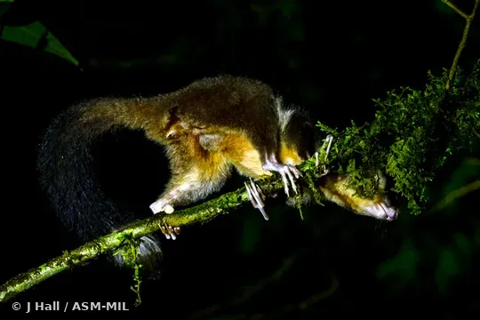 Also as Vogelkop Ring-tailed Possum, Vogelkop Striped Possum.