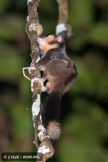 Also as Vogelkop Ring-tailed Possum, Vogelkop Striped Possum.