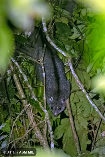 Also as Common Phalanger, Grey Cuscus.