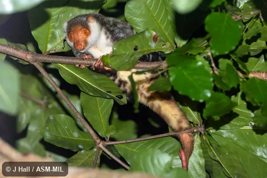 Also as Waigeo Cuscus. Also as Waigeo Cuscus.
