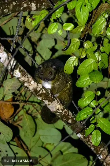 Also as Reclusive Ringtai.