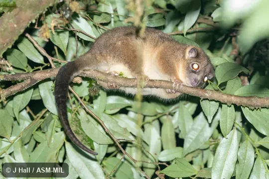 Also as Arfak Ringtail|Vogelkop Ringtail.