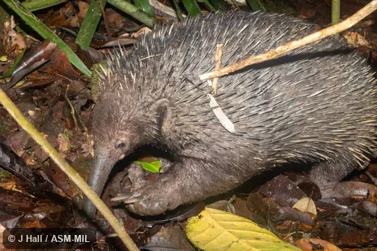 Also as Long-beaked Echidna, Long-nosed Echidna, Long-nosed Spiny Anteater, New Guinea Long-nosed Echidna.