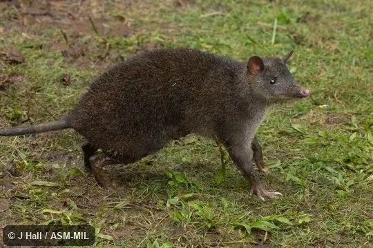 Also as Black-headed Bandicoot, Common Echymipera, Kalubu Echymipera.