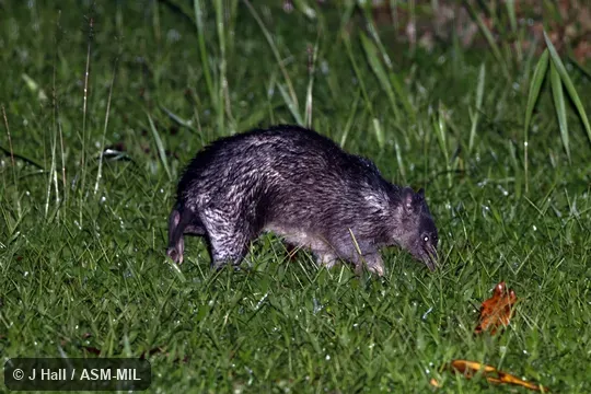 Also as Rufescent Bandicoot|Long-nosed Echymipera