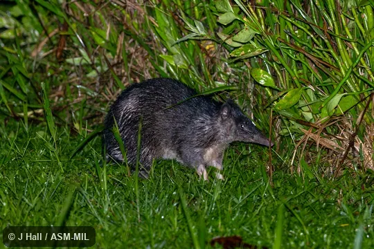 Also as Rufescent Bandicoot, Long-nosed Echymipera