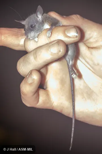 Also as New Guinean Jumping Mouse.