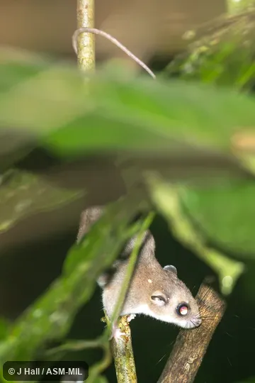 Also as Large Tree Mouse|Loria's Pogonomys. Also as Large Tree Mouse|Loria's Pogonomys.