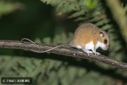 Also as Chestnut Pogonomys|Prehensile-tailed Mouse|Soft-haired Tree Mouse|Tree Mouse.