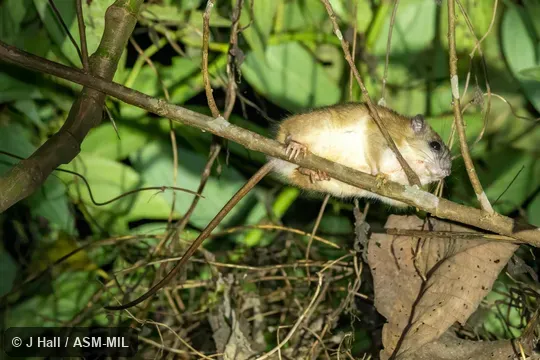 Also as Gray-bellied Pogonomys. Also as Gray-bellied Pogonomys.