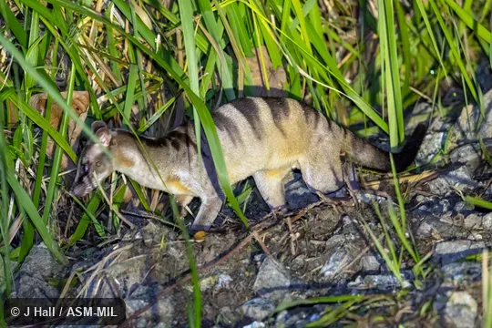 Hemigalus derbyanus derbyanus.