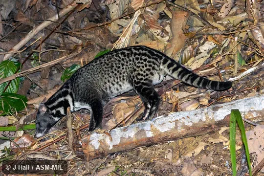 Viverra tangalunga tangalunga.  Also as Malayan Civet, Oriental Civet.