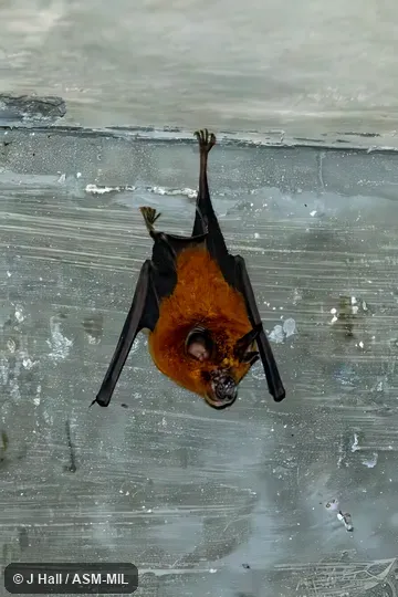 Rhinolophus acuminatus sumatranus.