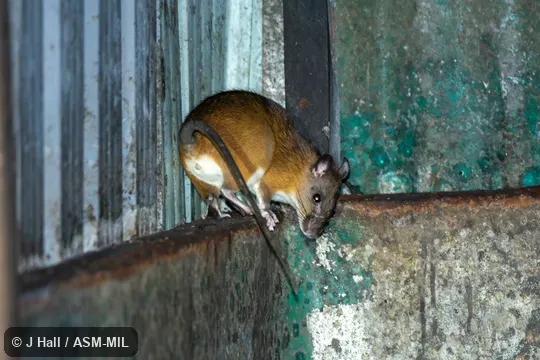 Also as Indomalayan Leopoldamys|Long-tailed Giant Rat|Noisy Rat.