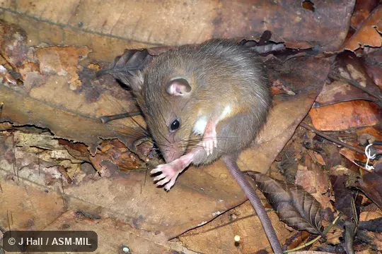 Also as Dark-tailed Niviventer|Dark-tailed Tree Rat|Sundaic Arboreal Niviventer.