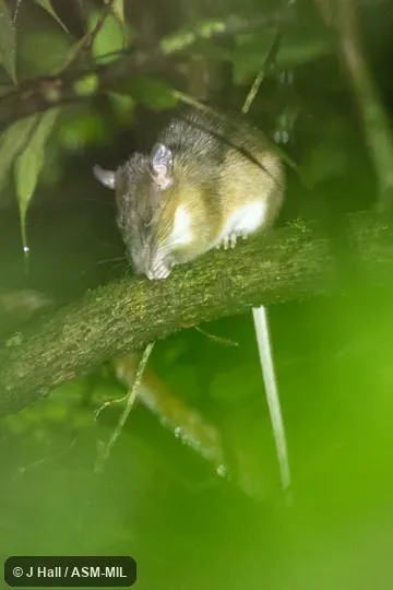 Also as Bornean White-bellied Rat|Long-tailed Mountain Rat|Montane Bornean Niviventer|Rapit Rat.