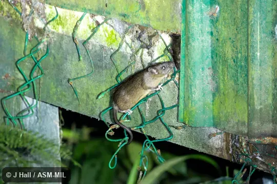 Also as Oriental House Rat|Oriental Rat|Oriental Roof Rat|Tanizumi Rat. Also as Oriental House Rat|Oriental Rat|Oriental Roof Rat|Tanizumi Rat.