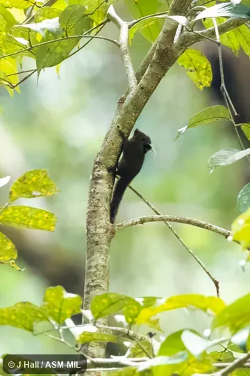 Also as Whitehead's Pigmy Squirrel.