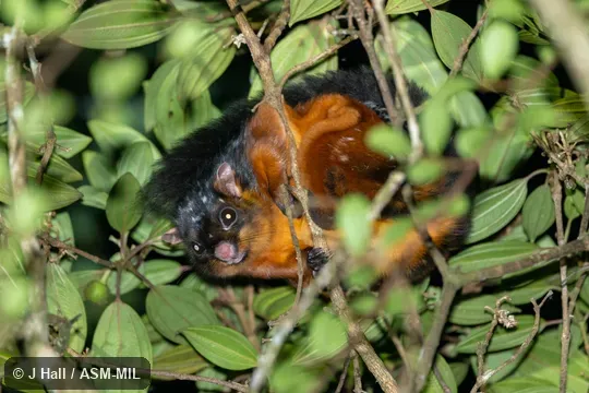 Also as Other common names: Lesser Giant Flying Squirrel. Also as Other common names: Lesser Giant Flying Squirrel.
