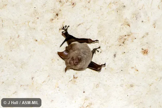 Formerly Hipposideros ater antricola, Dusky Leaf-nosed Bat. Also as Philippine Leaf-nosed Bat. Formerly Hipposideros ater antricola, Dusky Leaf-nosed Bat. Also as Philippine Leaf-nosed Bat.