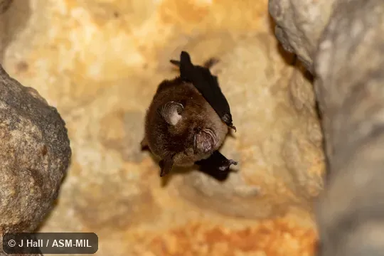 Also as Philippine Pygmy Roundleaf Bat.