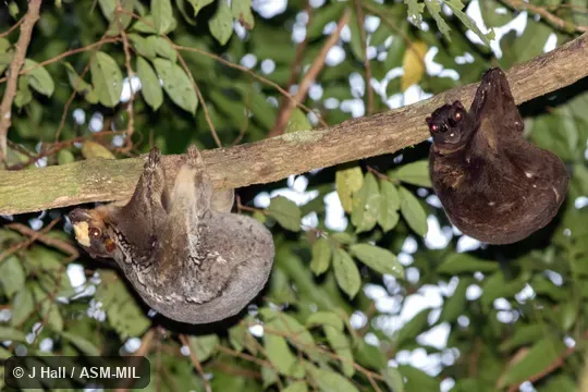 Also as Philippine Flying Lemur.