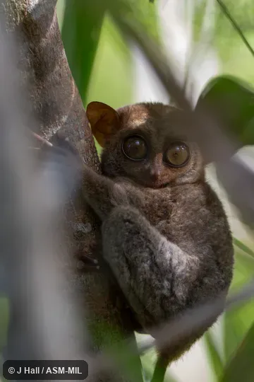 Carlito syrichta fraterculus.  Formerly Tarsius syrichta fraterculus.