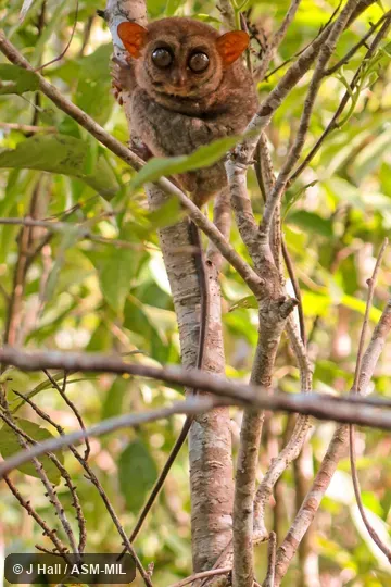Carlito syrichta fraterculus.  Formerly Tarsius syrichta fraterculus.