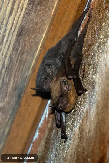 Also as Indian Sheath-tailed Bat|Long-winged Tomb Bat.