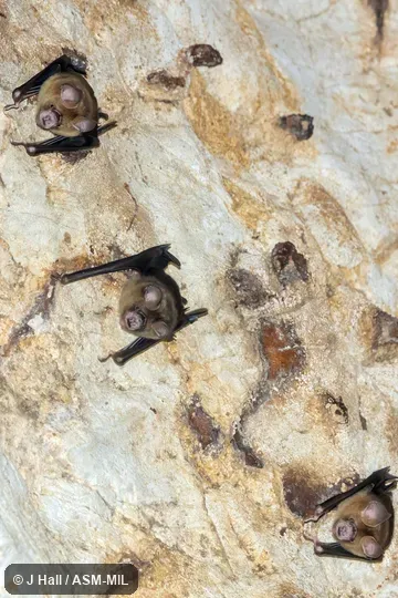 Also as Shield-faced Leaf-nosed Bat.