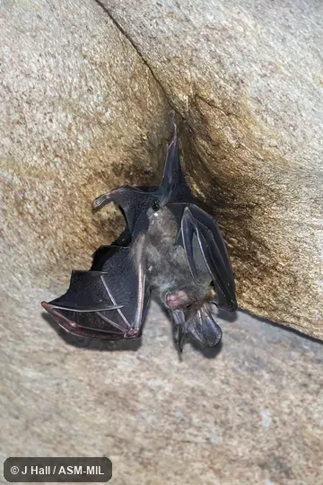 Megaderma spasma medium.  Also as Common Asian Ghost Bat, Lesser False Vampire, Malayan False-vampire.