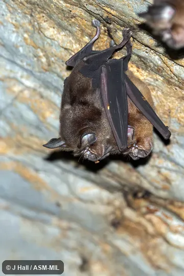 Rhinolophus affinis affinis.