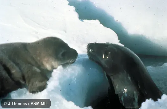 Female with young