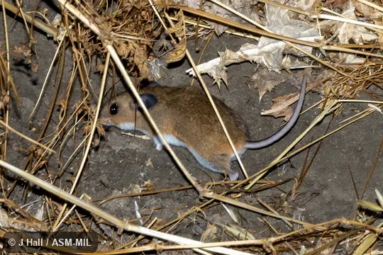 Formerly part of Peromyscus maniculatus, North American Deermouse as Peromyscus maniculatus gambelii.