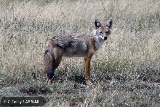Formerly Canis aureus, Golden Jackal.  Also as Canis anthus.  Also as African Golden Wolf, African Wolf, Egyptian Wolf.