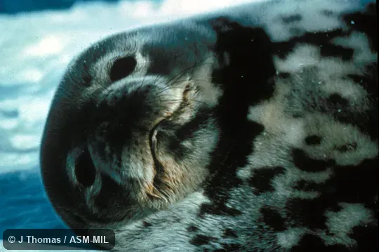 Close-up of head of young