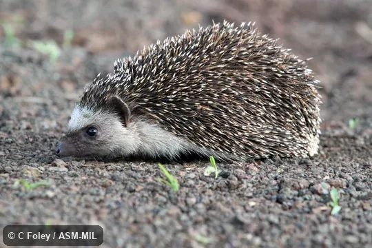 Formerly Erinaceomorpha.  Also as African Pygmy Hedgehog, Central African Hedgehog, White-bellied Hedgehog.