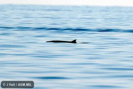 Formerly in order Cetacea.  Formerly in Physeteridae.  Also as Owen's Pygmy Whale, Snub-nosed Cachalot.