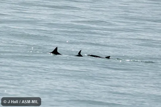 Formerly in order Cetacea.  Also as Cochito|Gulf of California Porpoise|Gulf Porpoise.