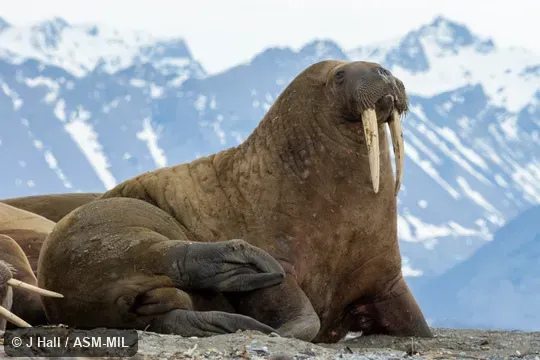Odobenus rosmarus rosmarus, Atlantic Walrus.